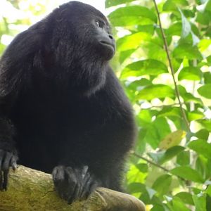 Community Baboon Sanctuary- Yucatan Black Howler Monkey