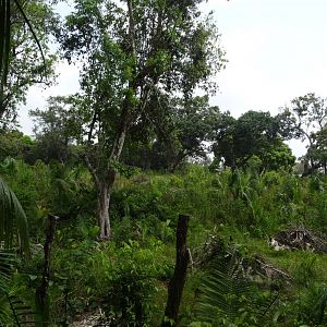 General View of the Community Baboon Sanctuary