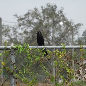 Community Baboon Sanctuary- Groove-Billed Ani