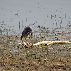Crooked Tree- Green Heron