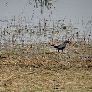 Crooked Tree- Great-tailed Grackle