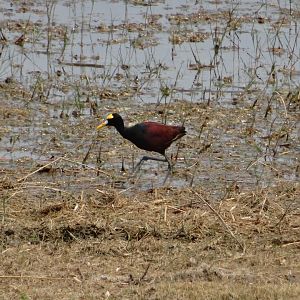 Crooked Tree- Northern Jacana