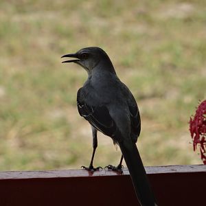 Crooked Tree- Tropical Mockingbird