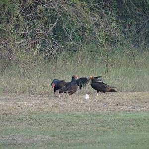 Crooked Tree- Vultures