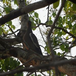 Crooked Tree- White-Winged Dove