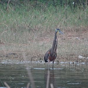 Crooked Tree- Bare-Throated Tiger Heron