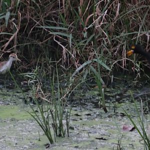 Crooked Tree- Northern Jacana with Chicks