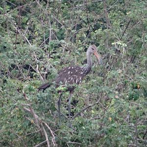 Crooked Tree- Limpkin