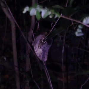 Crooked Tree- Owl Butterfly