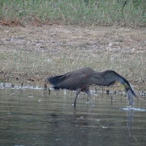 Crooked Tree- Breakfast for a Bare-Throated Tiger Heron