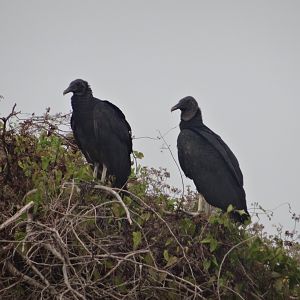 Crooked Tree- Black Vultures