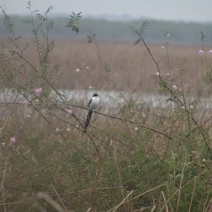 Crooked Tree- Fork-Tailed Flycatcher