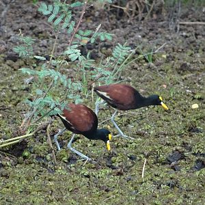 Crooked Tree- Northern Jacanas