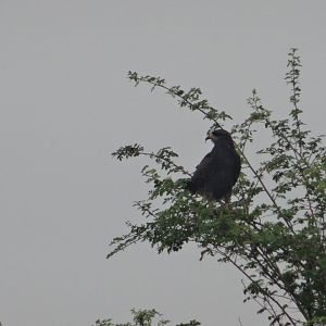 Crooked Tree- Snail Kite