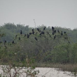 Crooked Tree- Neotropical Cormorants