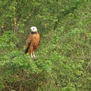 Crooked Tree- Black Collared Hawk