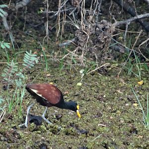 Crooked Tree- Northern Jacana