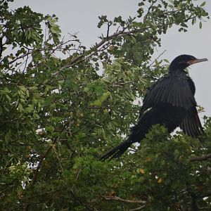 Crooked Tree- Neotropical Cormorant