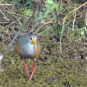 Crooked Tree- Russet-Naped Wood Rail