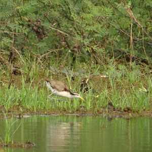 Crooked Tree- Northern Jacana Chick