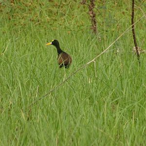Crooked Tree- Northern Jacana in Tall Grass