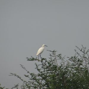 Crooked Tree- Snowy Egret