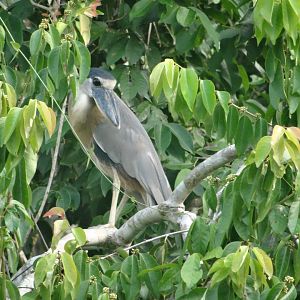 Crooked Tree- Boat-Billed Heron