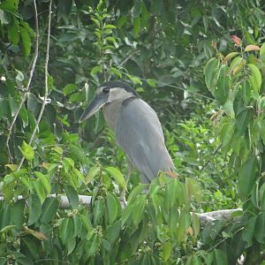 Crooked Tree- Boat-Billed Heron