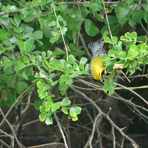Crooked Tree- Prothonotary Warbler