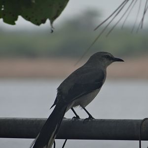 Crooked Tree- Tropical Mockingbird