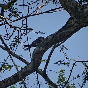 New River- Lesser Nighthawk