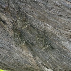 New River- Proboscis Bats