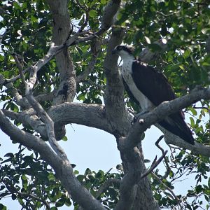 New River- Osprey