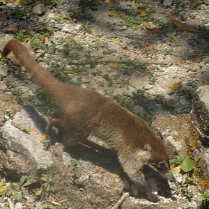 Lamanai- White-Nosed Coati
