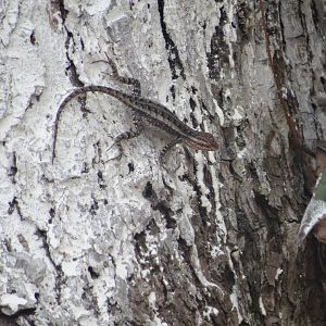 Lamanai- Anole species