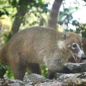 Lamanai- White-nosed Coati