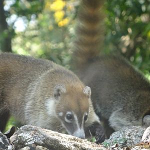 Lamanai- White-nosed Coati