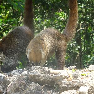 Lamanai- White-nosed Coati