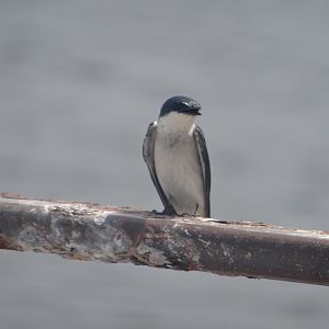 Lamanai- Mangrove Swallow
