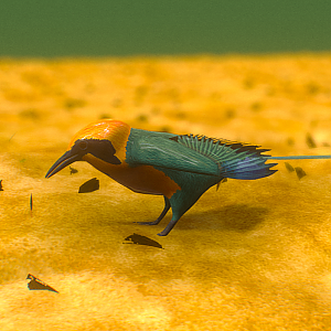Rufous Motmot + Giant Armadillo - 2024
