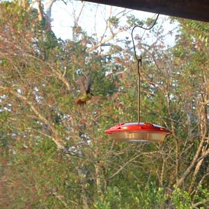 Hill Bank- Rufous-Tailed Hummingbird