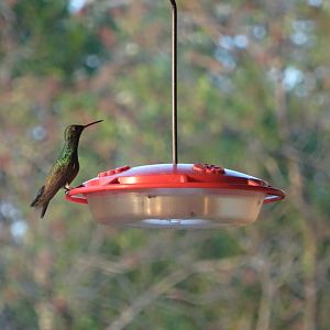 Hill Bank- Rufous-Tailed Hummingbird