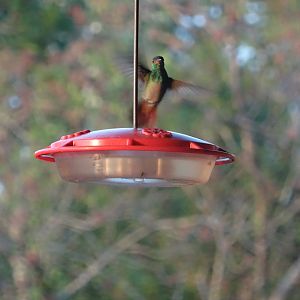 Hill Bank- Rufous-Tailed Hummingbird
