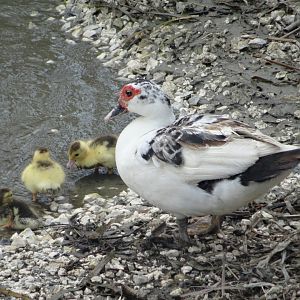 Lamanai- Muscovy Ducks