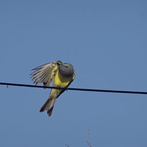 Hill Bank- Couch's Kingbird