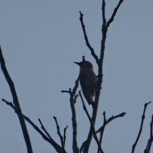 Hill Bank- Golden-Bellied Woodpecker