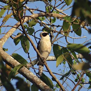 Hill Bank- Laughing Falcon