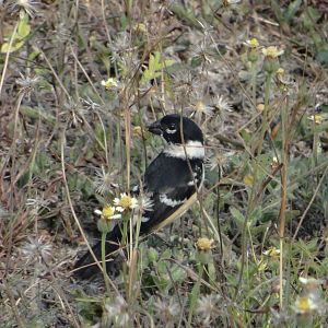 Hill Bank- Morelet's Seedeater