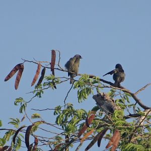Hill Bank- Purple Martins