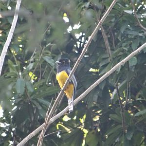 Hill Bank- Gartered Trogon
